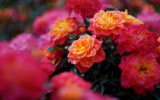 Flowers vase table pink yellow - the table free wallpaper