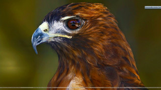 Bird of prey close up 3 - prey free wallpaper for desktop