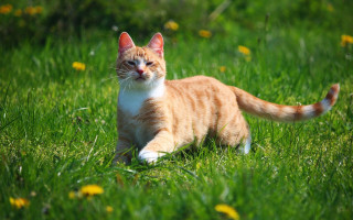 Cat grass bush christmas dandelion - the camera mans eye free wallpaper