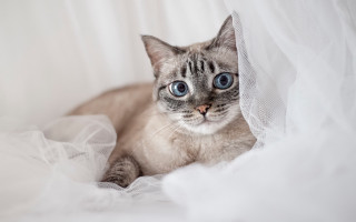 Blue eyes cat laying on - a bed free wallpaper
