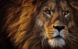 Lion closeup wildlife naturalism blurry - a blurry background of the image free wallpaper