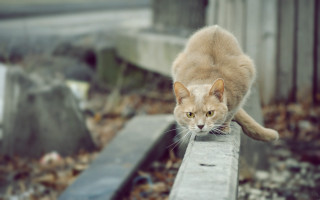Cat fall leaves wooden rail - sharp focus free wallpaper