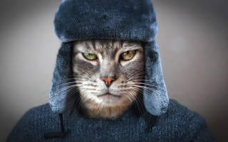 Cat blue hat coat portrait - a blue hat free wallpaper for desktop