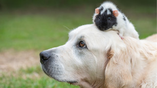 Shiba inu dog cat on - institutional free wallpaper