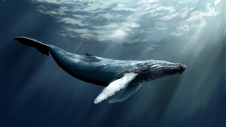 Humpback whale underwater cloudy sky - david dougal williams free wallpaper