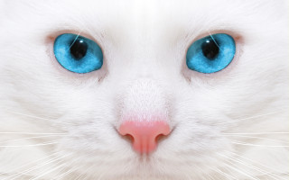 White cat blue eyes serious 10 - a pink nose free wallpaper