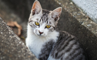 Sad cat on rock wall - a rock wall free wallpaper