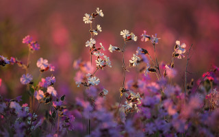 Purple flower field blurry pink - soft free wallpaper