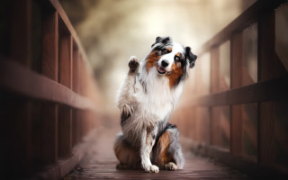 Dog standing bridge raising paw - its hind leg free wallpaper