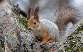 Squirrel moss branch tail puzzle - its mouth free wallpaper for desktop