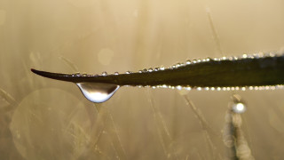 Water drop leaf sunlight bokeh - a drop of water free wallpaper