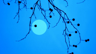 Tree branch blue sky sun - generative free wallpaper