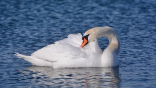Swan swimming water wings beak - its beak free wallpaper