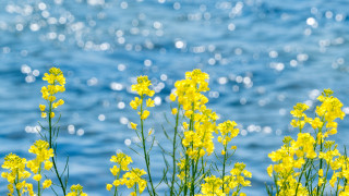 Yellow flower water bubbles sunny - ann thetis blacker free wallpaper