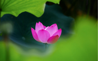 Pink lotus flower macro green - simple free wallpaper for desktop