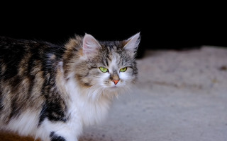 Cat green eyes black background 4 - a floor free wallpaper