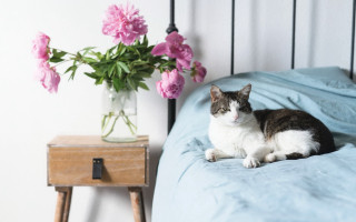 Cat bed vase flowers nightstand - arbeitsrat für kunst free wallpaper