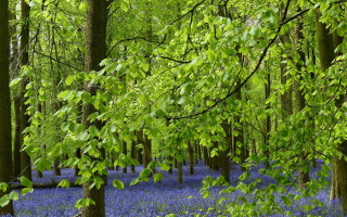 Bluebells forest trees green leaves - green leaf free wallpaper for desktop