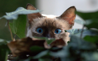 Blue eyes cat peeking leafy - impressionism free wallpaper for desktop