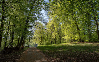 Dirt road forest trees bench - the top of the trees free wallpaper