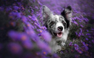 Dog purple flower field smiling - his mouth open free wallpaper