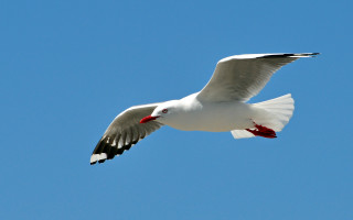 White bird blue sky red - tail free wallpaper