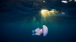 Jellyfish ocean light shining head - jellyfish free wallpaper