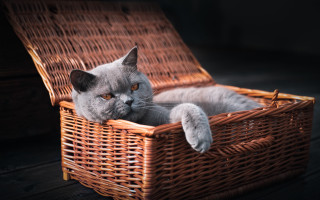 Cat basket wooden floor animal - a wooden floor free wallpaper