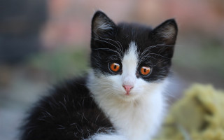 Black white kitten orange eyes - kitten free wallpaper
