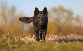 Black dog running flower field - a field of flowers and grass free wallpaper