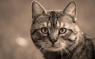 Sad cat black white shiba - a blurry background of grass free wallpaper for desktop