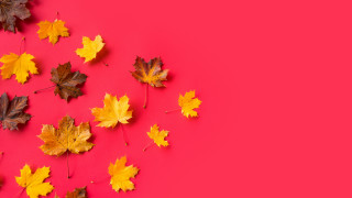 Autumn leaves butterfly hat pink - postminimalism free wallpaper for desktop