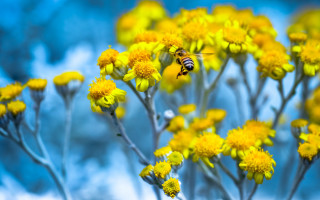 Bee yellow flowers blue sky - yellow flower free wallpaper
