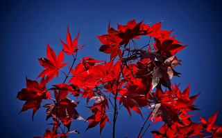 Tree red leaves blue sky - against free wallpaper