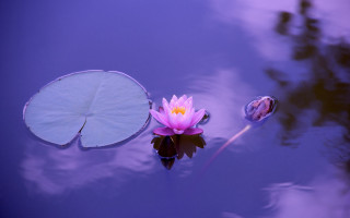 Pink flower floating lake leafy - a leafy plant free wallpaper