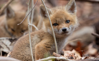 Small fox cub in woods - photograph free wallpaper