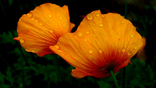 Orange flowers water droplets macro - water droplet free wallpaper
