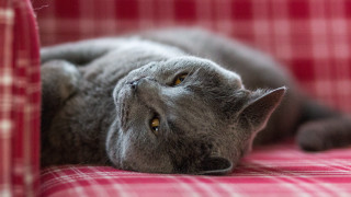 Gray cat red couch eyes - a red couch free wallpaper
