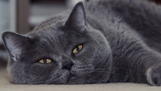 Gray cat sad portrait animal - a portrait free wallpaper for desktop