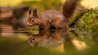 Squirrel water reflection grass blue - the water and grass free wallpaper
