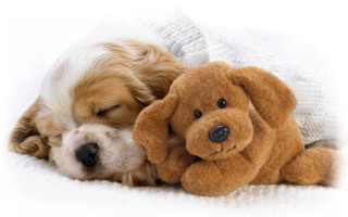Dog sleeping stuffed animal blanket - its head on free wallpaper for desktop