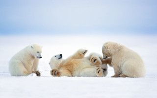 Polar bears playing snow jigsaw - its back free wallpaper for desktop
