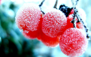 Red berries ice snow blurry - a tree branch in the snow free wallpaper