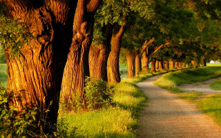 Dirt road trees grass path 2 - a dirt path free wallpaper