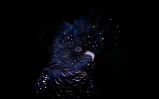 Black bird blue white holography - a black bird free wallpaper for desktop