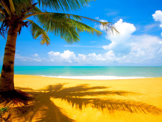 Palm tree shadow beach blue 2 - beach free wallpaper
