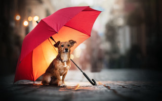 Dog under umbrella rain shiba - elke vogelsang free wallpaper