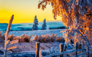 Snowy landscape sunset foggy trees - a sunset in the background free wallpaper