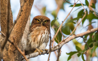 Small owl branch blue sky - a few green leaf free wallpaper
