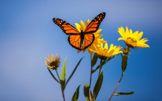 Butterfly flower summer blue sky - a blue sky background in the background free wallpaper